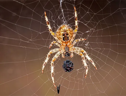 Dedetização de Aranhas em Monte Mor