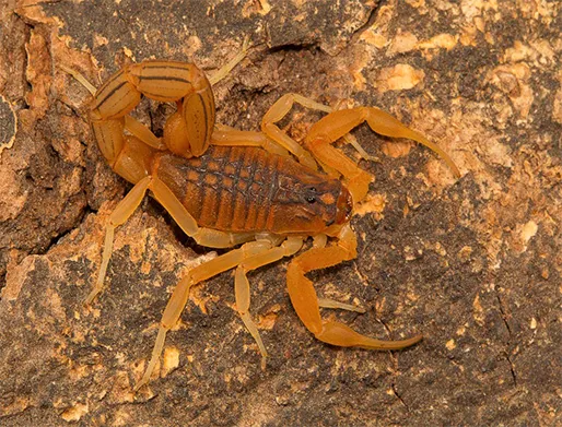 Dedetização de Escorpiões em Monte Mor