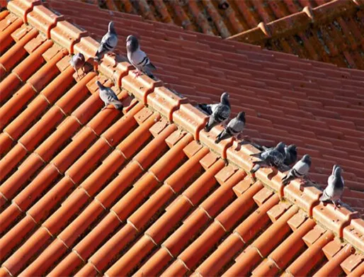 Dedetização de Pombos em Monte Mor