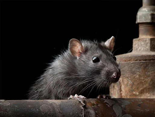 Dedetização de Ratos em Monte Mor